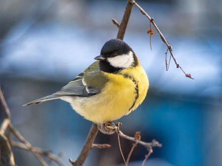 A great tit sits on a tree branch. bird close upの写真素材