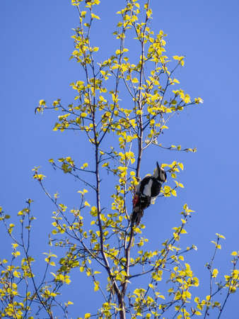 White-backed woodpecker on a pine tree in a summer forest.の写真素材