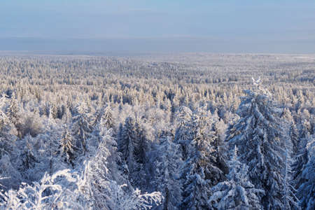 Fabulous winter landscape. Snow-covered trees in the Ural winter forestの写真素材