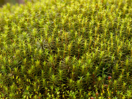 Green moss background. Star moss close-up top view.の写真素材