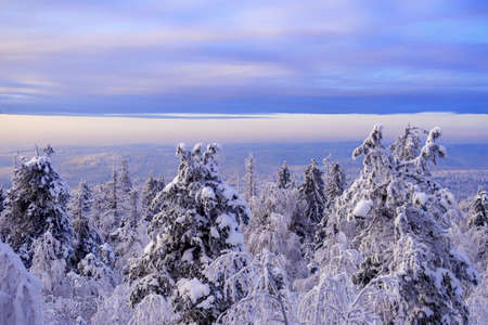 Fabulous winter landscape. Snow-covered trees in the Ural winter forestの写真素材