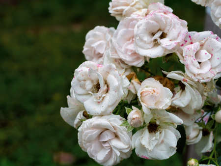 Beautiful wilted white roses in late summerの写真素材