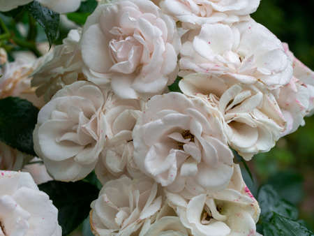 Beautiful wilted white roses in late summerの写真素材