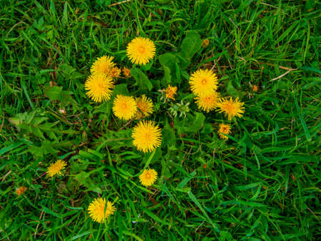 Dandelion in the grass. yellow dandelion flower. green grass. close-up. spring green. spring mood.の写真素材