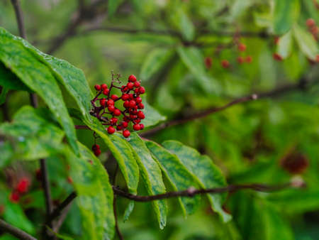 Brush of red elderberry on a green background. Ripe red elderberry close-up outdoors in summer.の写真素材