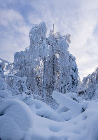 Fabulous winter landscape. Snow-covered trees in the Ural winter forestの写真素材