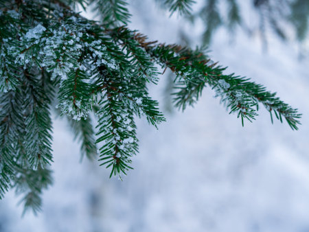 Pine branch and needles covered with snowの写真素材