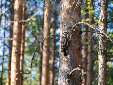 White-backed woodpecker on a pine tree in a summer forest.の写真素材