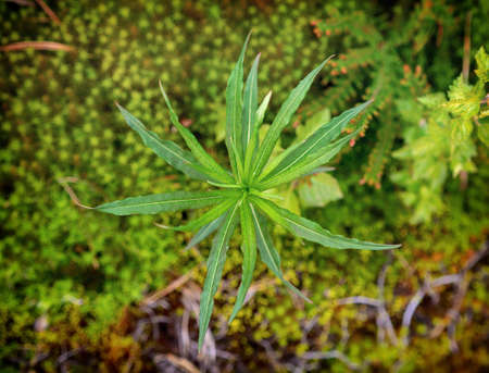 Green moss background. Star moss close-up top view.の写真素材