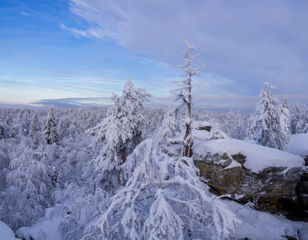 Fabulous winter landscape. Snow-covered trees in the Ural winter forestの写真素材