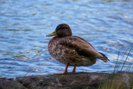 Mallard. Wild duck in its natural environment on the pond. wild nature. waterfowl.の写真素材
