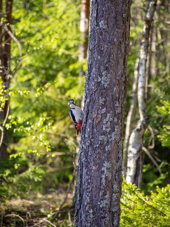White-backed woodpecker on a pine tree in a summer forest.の写真素材