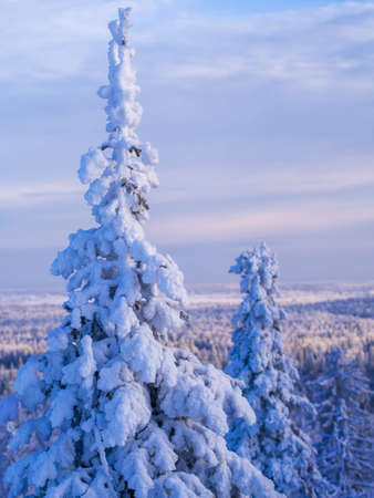 Fabulous winter landscape. Snow-covered trees in the Ural winter forestの写真素材