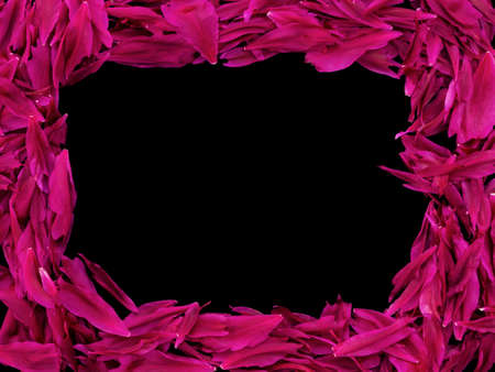 Square frame of petals of red and dark pink peonies. isolatedの写真素材