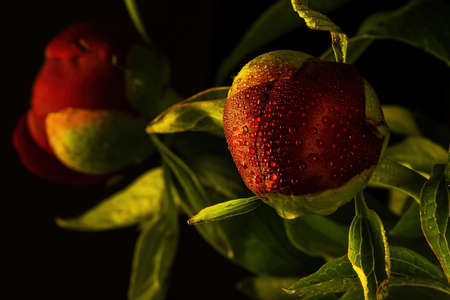 red peonies with water drops on a black background, closeupの写真素材