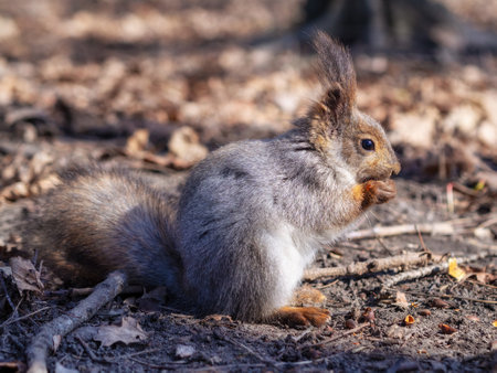 Squirrel in the autumn forest park. Squirrel with nuts in fall foliage.の写真素材