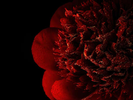 red peonies with water drops on a black background, closeupの写真素材