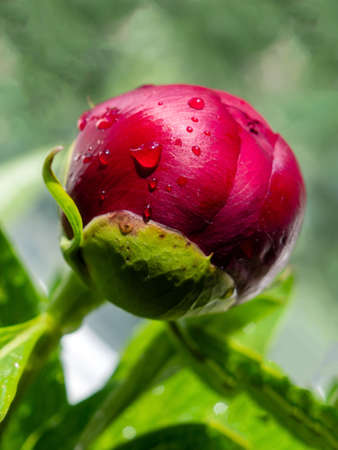 red peonies with water drops on a blurred green background, closeupの写真素材