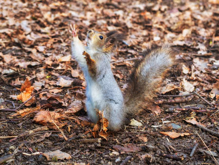 Squirrel in the autumn forest park. Squirrel in the autumn foliage stands on its hind legs.の写真素材