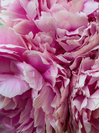 delicate flowers, pink peonies close-up on the whole frameの写真素材