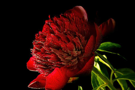 red peonies with water drops on a black background, closeupの写真素材