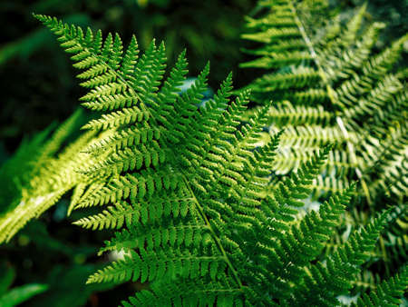 Common polypody polypodium vulgare . Dark green fern fronds. Botanical foliage texture background. Fresh green fern leavesの写真素材