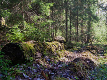 Old log in the forest overgrown with moss. photoの写真素材