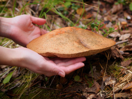 Close up of Leccinum scabrum. hands take mushroom Common boletus. photoの写真素材