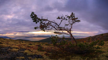 A lone dwarf pine on a mountainside in the khibiny against the backdrop of a lake and clouds during sunset. photoの写真素材