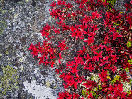 In autumn, a beautiful tundra carpet of various mosses in bright colors. Red, green and yellow plants on the rocks.の写真素材