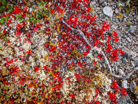 In autumn, a beautiful tundra carpet of various mosses in bright colors. Red, green and yellow plants on the rocks.の写真素材