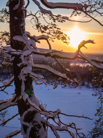Beautiful winter forest in snow at sunsetの写真素材