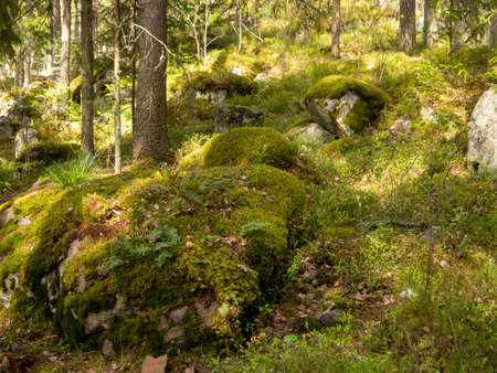Magical fairy tale forest. Coniferous forest covered with green moss. mystical atmosphere. photoの写真素材