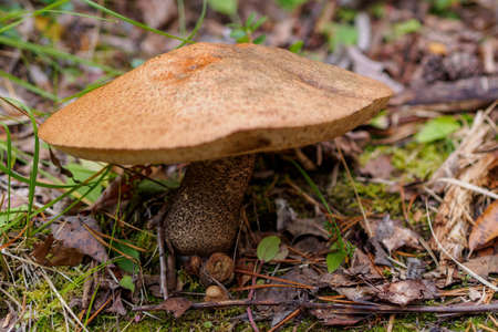 Leccinum scabrum. Common boletus with a large hat in the forest. photoの写真素材