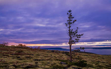 A lone dwarf pine on a mountainside in the khibiny against the backdrop of a lake and clouds during sunset. photoの写真素材