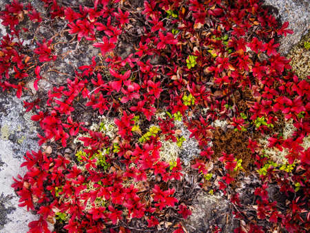 In autumn, a beautiful tundra carpet of various mosses in bright colors. Red, green and yellow plants on the rocks.の写真素材