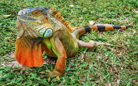 A green iguana, also known as the American iguana, laying on a bench with an orange body and bright blue head and face.の写真素材
