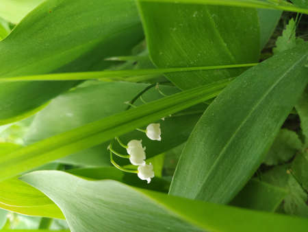 White flowers of the Lily of the valley. lat. Convallaria. photoの写真素材