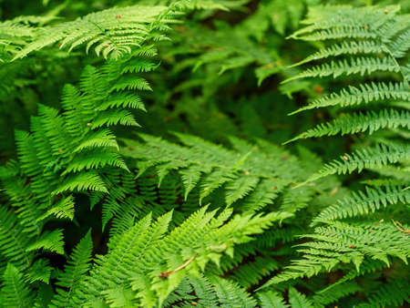 Common polypody polypodium vulgare. Dark green fern fronds. Botanical foliage texture background. fresh green fern leaves.の写真素材