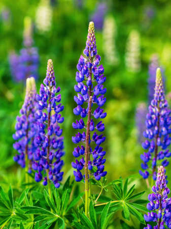 Summer wild flowers lupine in the meadow at sunset sunrise. Purple flowers lupinus, lupin. summer flower backgroundの写真素材