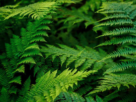 Common polypody polypodium vulgare. Dark green fern fronds. Botanical foliage texture background. fresh green fern leaves.の写真素材