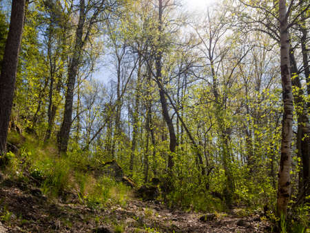 Green forest in the spring morning. The sun illuminates the lush green leaves...の写真素材