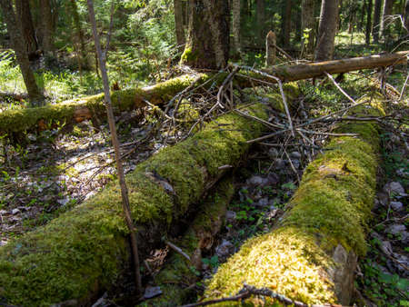 Magical fairy tale forest. Coniferous forest covered with green moss. mystical atmosphereの写真素材