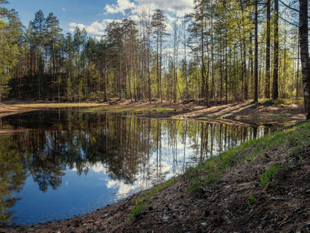 Beautiful colorful summer spring natural landscape with a lake in a pine forestの写真素材