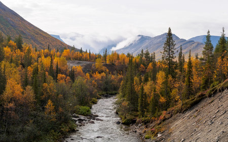 A river with a rocky bottom in an autumn forest on a cloudy day. photoの写真素材