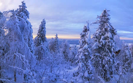 Fabulous winter landscape. Snow-covered trees in the Ural winter forestの写真素材
