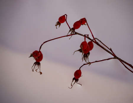 Bush with ripe wild rose berries covered with snow on the background of white snow. photoの写真素材