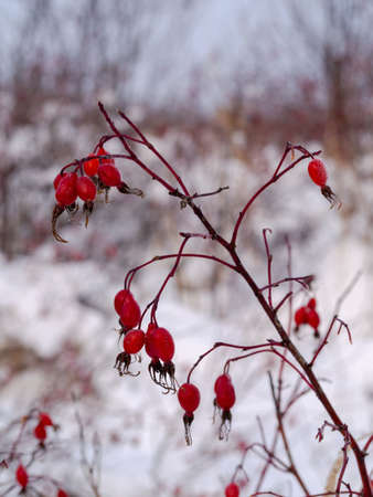 Bush with ripe wild rose berries covered with snow on the background of white snow. photoの写真素材