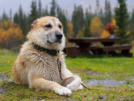 Shepherd dog lies in the rain on the grassの写真素材