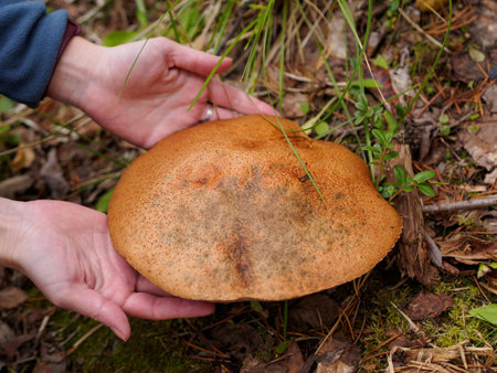 Close up of Leccinum scabrum. hands take mushroom Common boletus. photoの写真素材